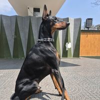 dobermanlifestyle
