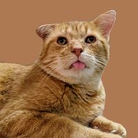 orangecatnation