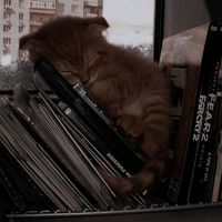 your.favanonymgirlx0