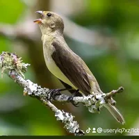 original sound - bigodeiro82025