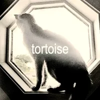 original sound - tortoise.mp3