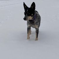 _blue.mutt_