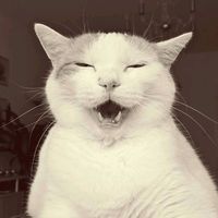 die_lustigenkatzen