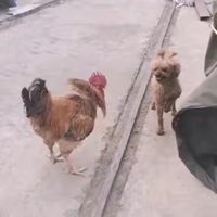 原聲