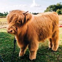 thecowlickco