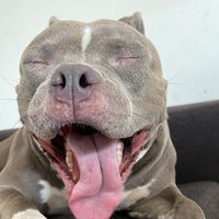 bucefaloalejandro