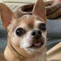 screamingchihuahua