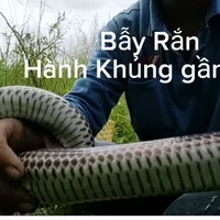 original sound - tinhlamtv