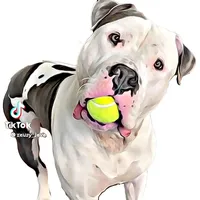 original sound - zeusy_love