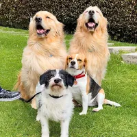 No puedo dejar la tragación