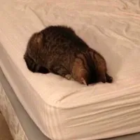 original sound - catcuteob