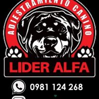adiestramiento.canino6