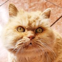 anita_la_gatita_musical