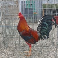 viictorvasquezflo