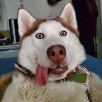 dogsfunnylife826