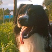 aventuras_com_apollo