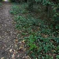 original sound - adhdisntcool