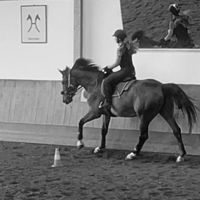 equestrian._.leni