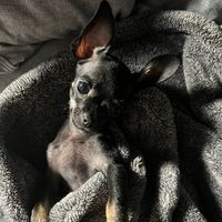 holylachihuahua