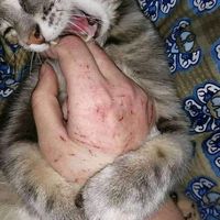 suara asli - kaelelee<<