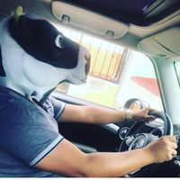 maximopatino