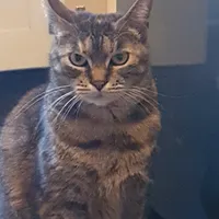 original sound - laramalisic