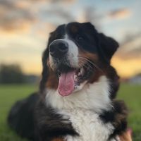 maple.the.mountain.dog