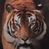 tiigre1