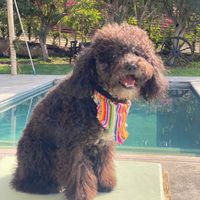 kobethepoodlem