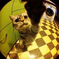 suara asli - 🐾