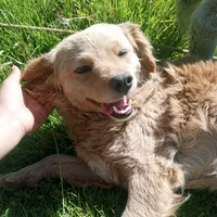 original sound - dina.dc