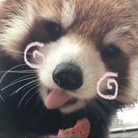 suara asli - 💟💟