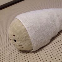 ゼロ距離恋愛 cover by 柏