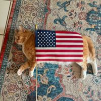 арбуз арбуз перни