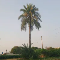 original sound - hasnainbhatti7272