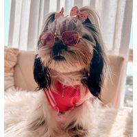 chanel_shitzu.oficial