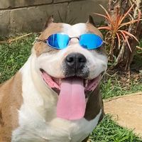 esquadrao.bullkennel