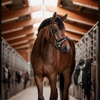 fnns_equines
