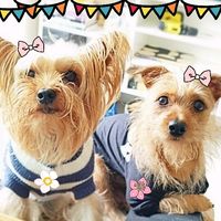 amoraezoepets_