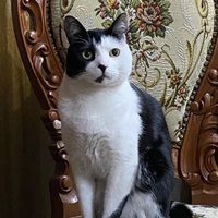 iamcopitothecat