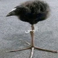 original sound - emptyvoid999