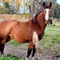 criadero.dona.violeta