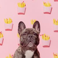 hamburgerthefrenchie