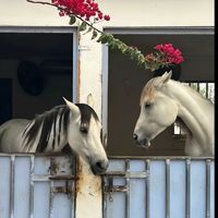 esraashakerr