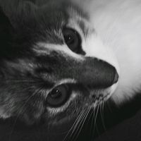 anylucy_