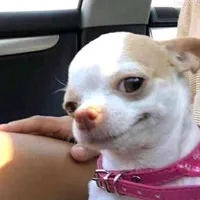 original sound - magictokk2