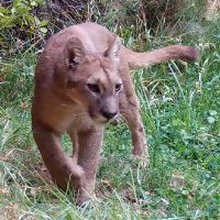 original sound - AnimalSpy