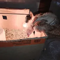 original sound - ranchero854