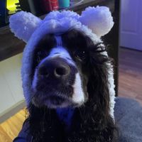 your_dixie_wrecked69