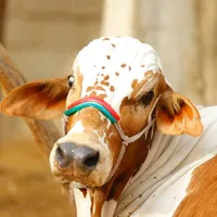 original sound - haiderali2697